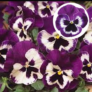 Afbeelding van Viola P9 Grootbloemig Violet & white